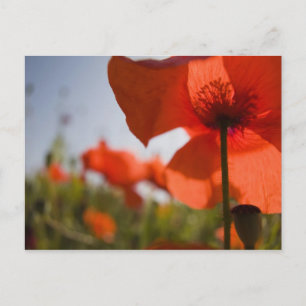Carte Postale Italie, Toscane, Coquelicots d'été en Toscane Widw
