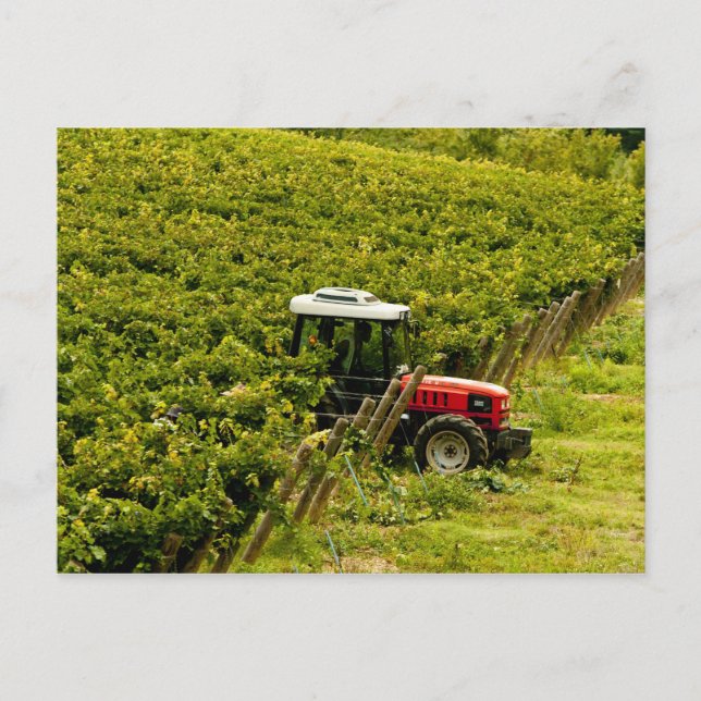 Carte Postale Italie, Toscane, Greve. Cueilleurs au travail pend (Devant)