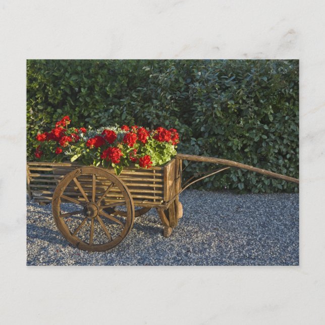 Carte Postale Italie, Toscane. Les géraniums rouges débordent d' (Devant)