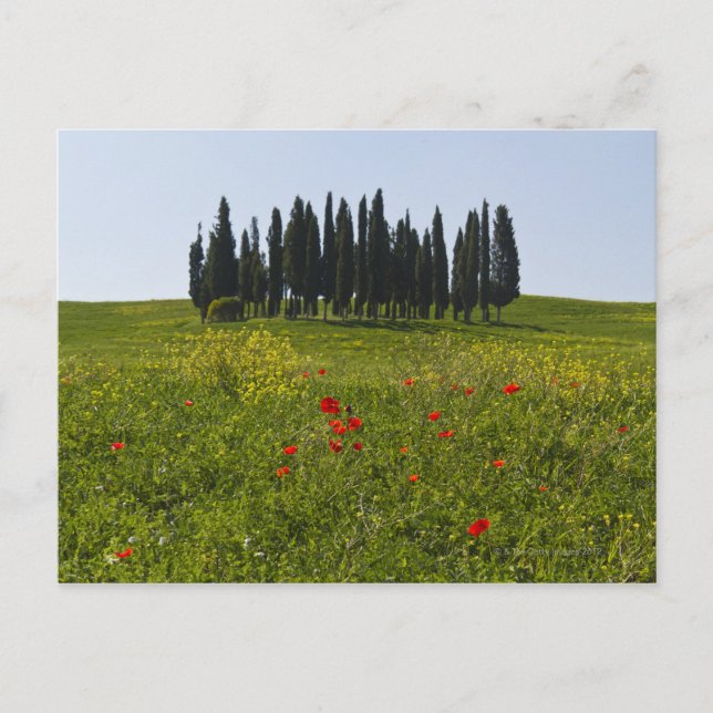 Carte Postale Italie, Toscane, Val D'Orcia, Paysage (Devant)