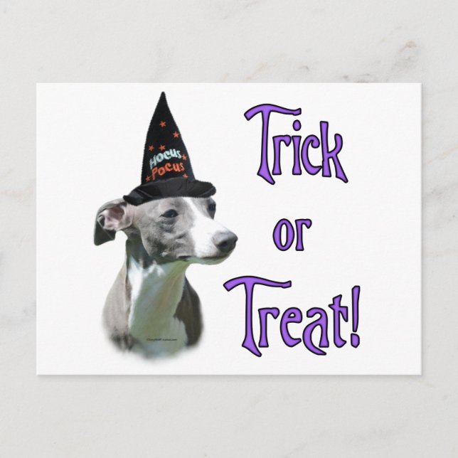 Carte Postale Italien Greyhound Trick (Devant)