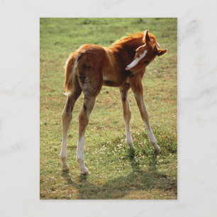 Carte Postale Itchy Foal