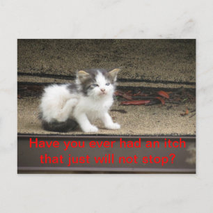 Carte Postale Itchy Kitten