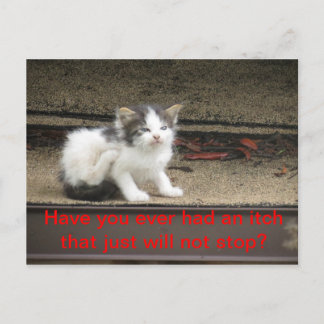 Carte Postale Itchy Kitten