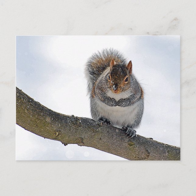 Carte Postale It's Cold Out Here Postcard (Devant)