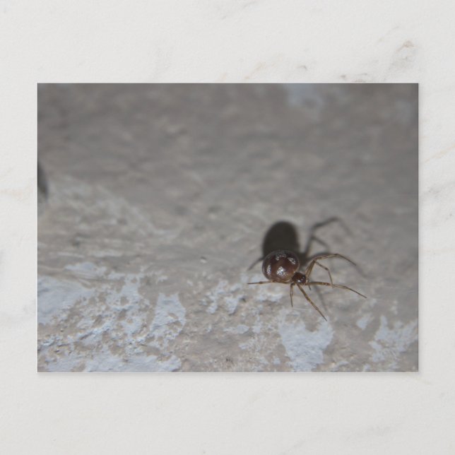 Carte Postale Itsy Bitsy Spider (Devant)