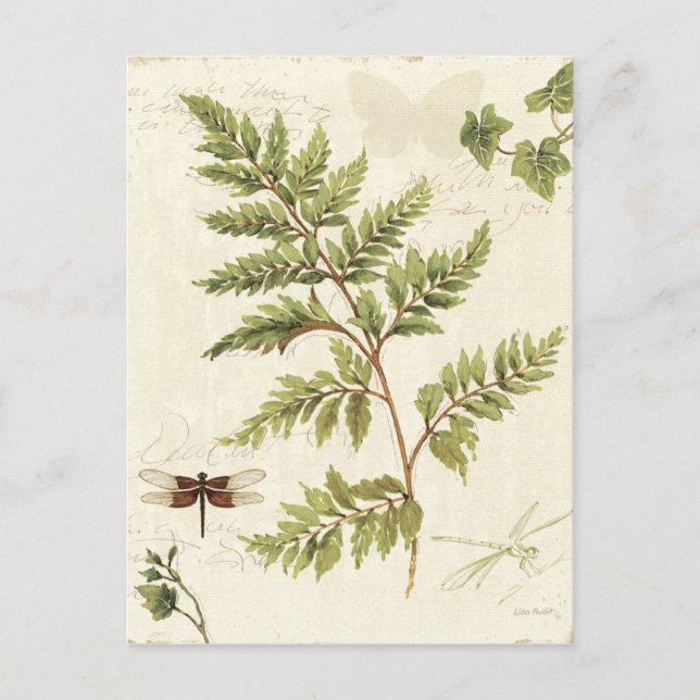 Carte Postale Ivies et fougères (Devant)