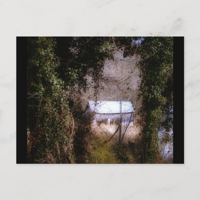Carte Postale Ivy Barn (Devant)