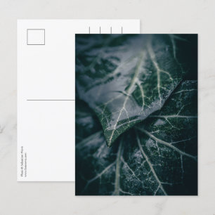 Carte Postale Ivy Floral Nature Photo