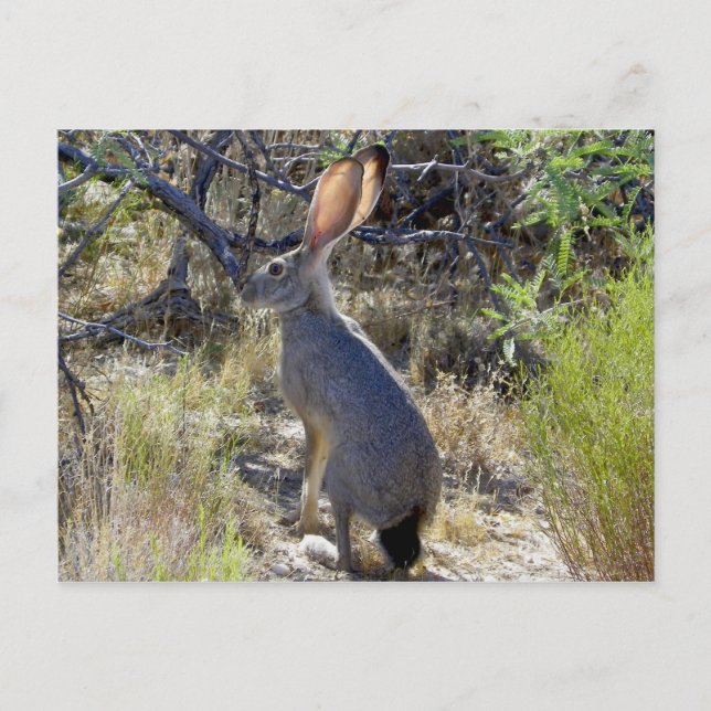 CARTE POSTALE J C K R A B I T (Devant)