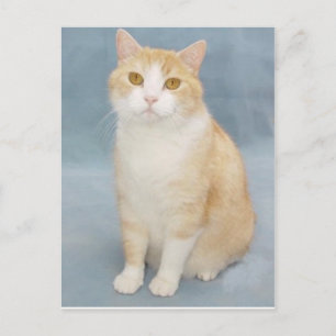 Carte Postale J'abandonne