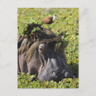 Carte Postale Jacana se tenant sur l'hippopotame (hippopotame