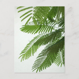 Carte Postale Jacaranda Tree Feuilles