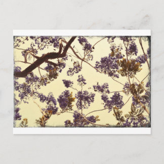 Carte Postale Jacaranda Vintage