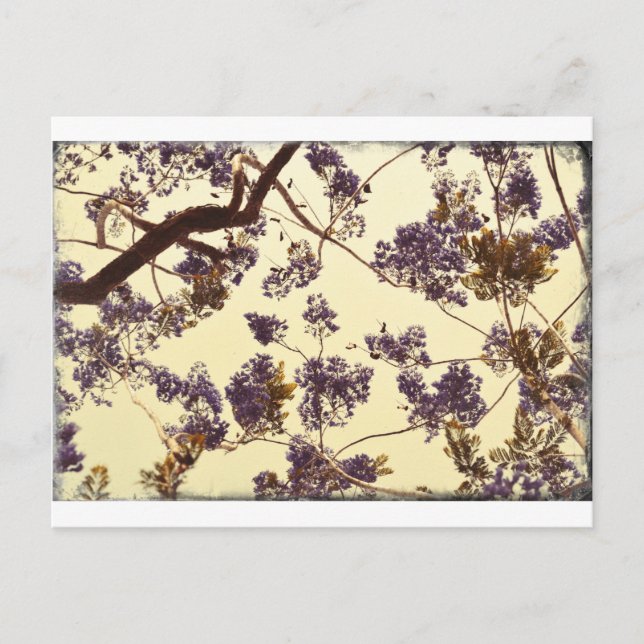 Carte Postale Jacaranda Vintage (Devant)