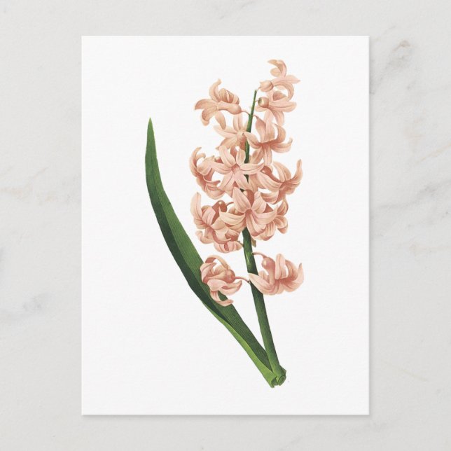 Carte Postale jacinthe de jardin (Hyacinthus orientalis) par Red (Devant)