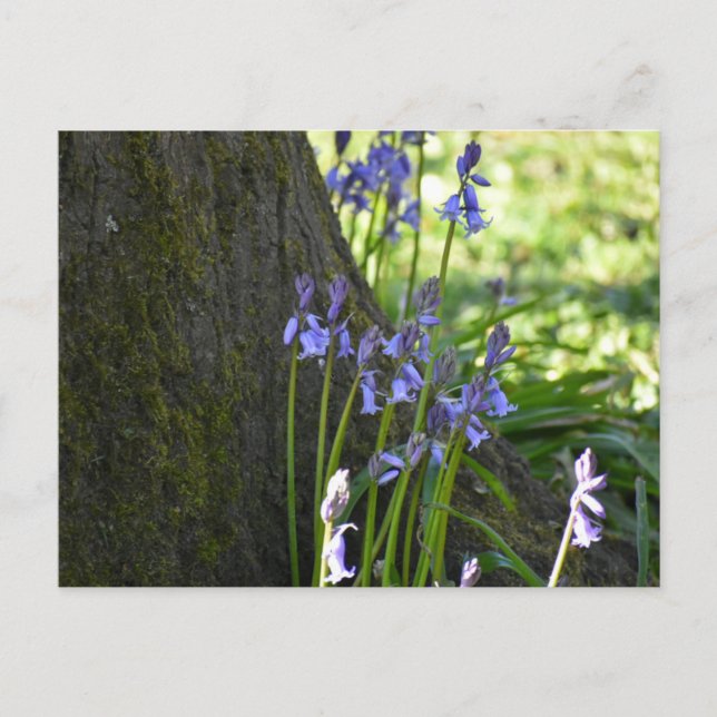 Carte Postale Jacinthes des bois  (Devant)