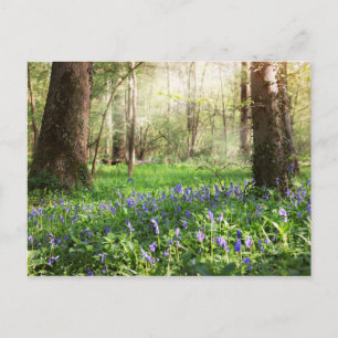 Carte Postale Jacinthes sauvages dans la forêt de Ghlin en Belgi