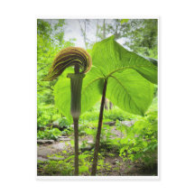 Carte postale Jack-In-The-Pulpit