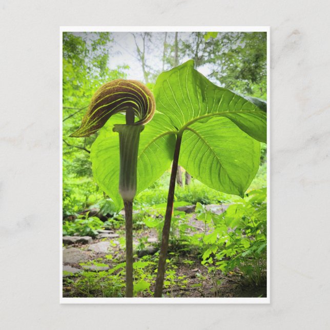 Carte postale Jack-In-The-Pulpit (Devant)