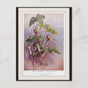 Carte postale Jack-in-the-Pulpit Botanical Flower