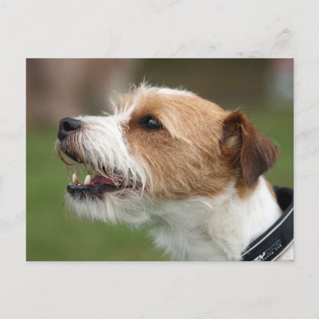 Carte Postale jack russel terrier (Devant)