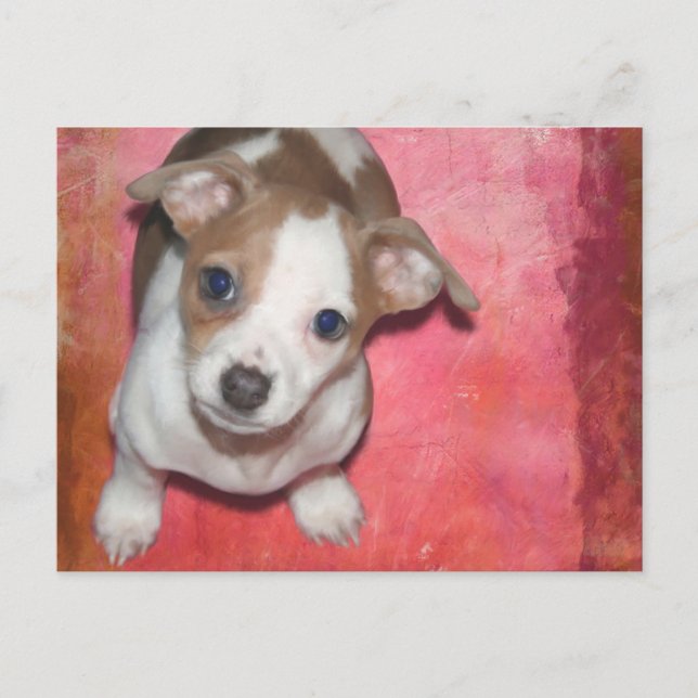 Carte Postale Jack Russel Terrier Chiot rose (Devant)