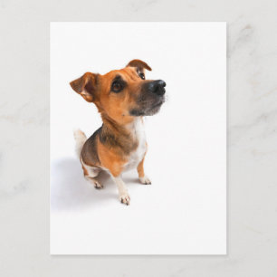 Carte Postale Jack Russell