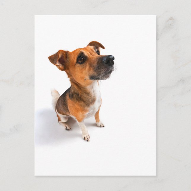 Carte Postale Jack Russell (Devant)