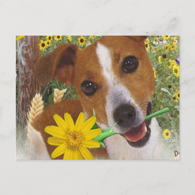 Carte Postale Jack Russell Le Garçon de maman (Devant)