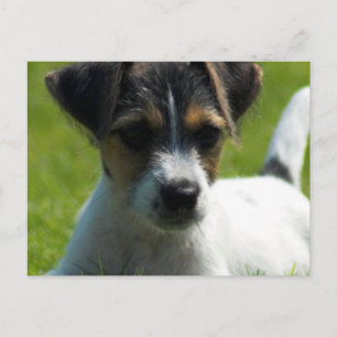 Carte postale Jack Russell Puppy