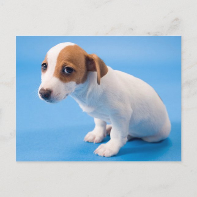 Carte Postale Jack Russell Puppy (Devant)