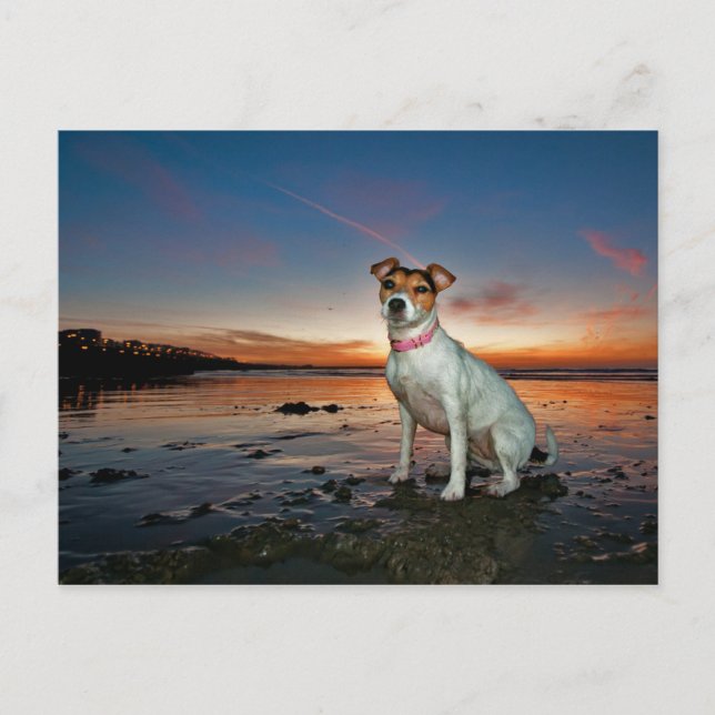 Carte Postale Jack Russell Sitting Beach | Brighton Beach (Devant)