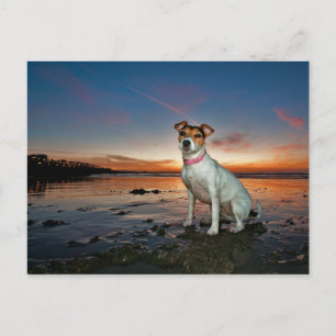 Carte Postale Jack Russell Sitting Beach   Brighton Beach