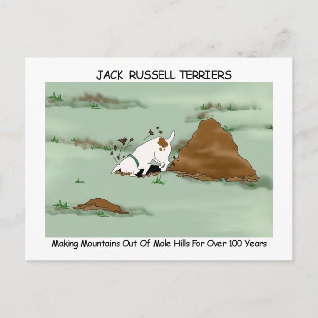 Carte Postale Jack Russell Terrier (Devant)