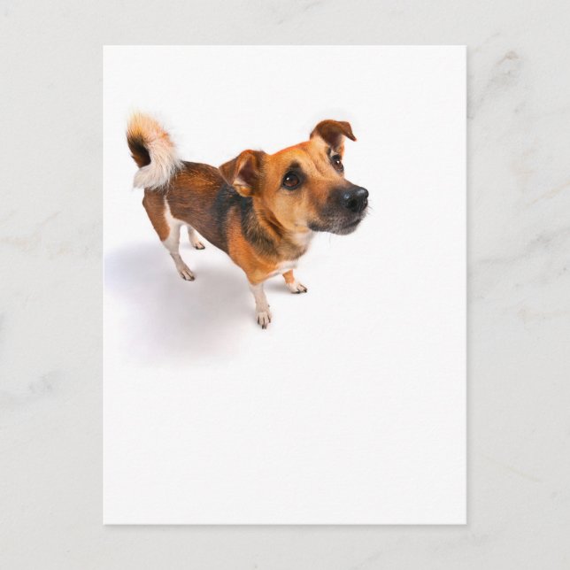 Carte Postale Jack Russell terrier (Devant)