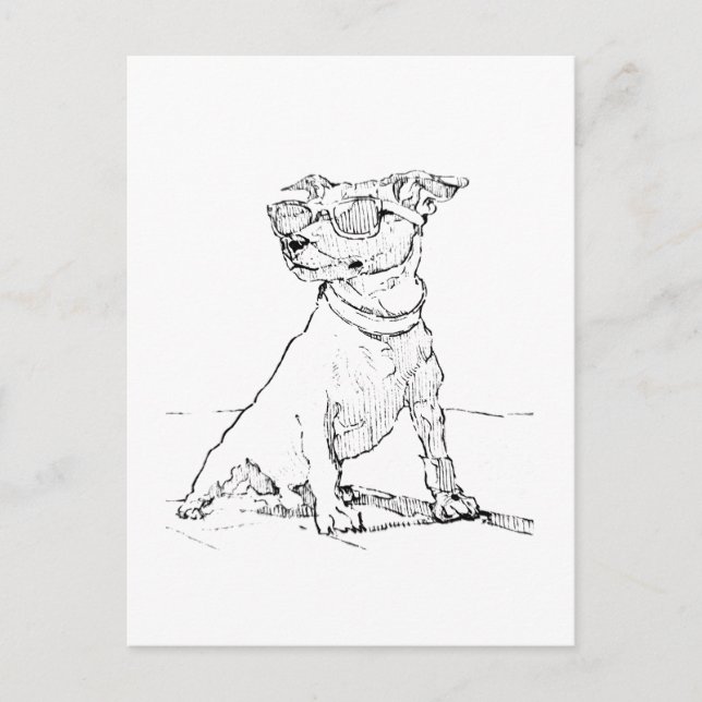 Carte Postale Jack Russell Terrier  (Devant)