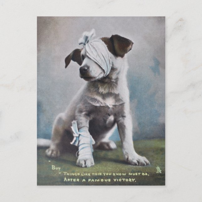 Carte Postale Jack Russell terrier (Devant)