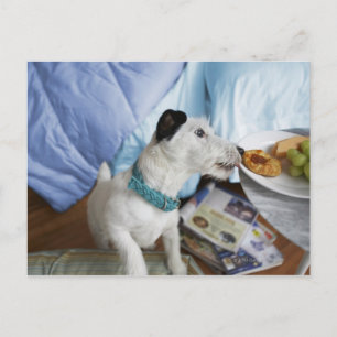 Carte Postale Jack russell terrier.