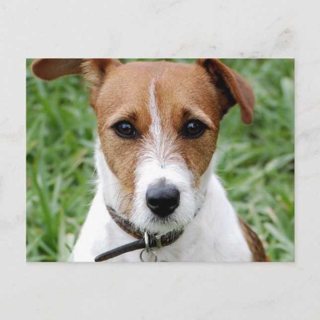 Carte postale Jack Russell Terrier (Devant)