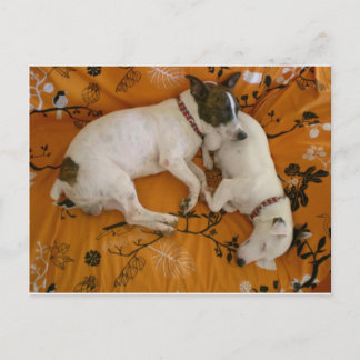 Carte Postale Jack Russell Terrier
