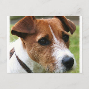 Carte Postale Jack Russell Terrier