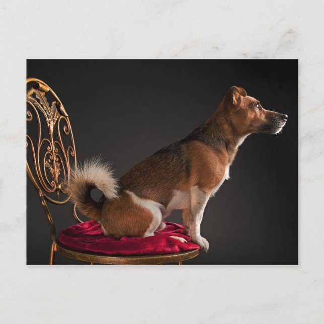 Carte Postale Jack Russell terrier (Devant)