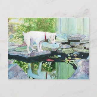 Carte postale Jack Russell Terrier #1
