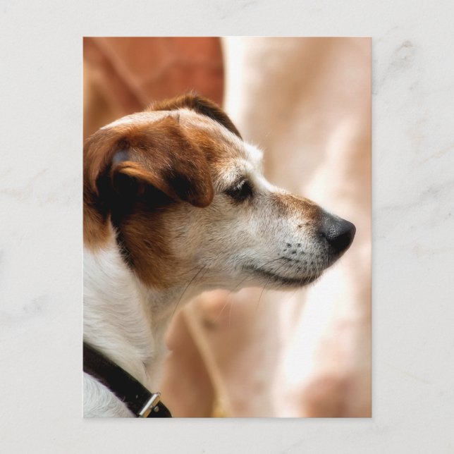 CARTE POSTALE JACK RUSSELL TERRIER CHIEN (Devant)