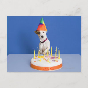 Cartes Jack Russel D Anniversaire Zazzle Fr