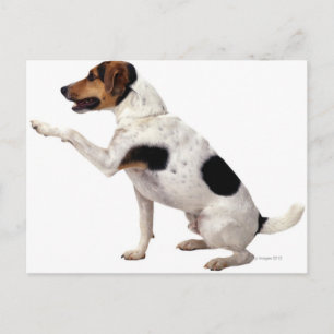 Carte Postale Jack Russell Terrier Lifting Paw