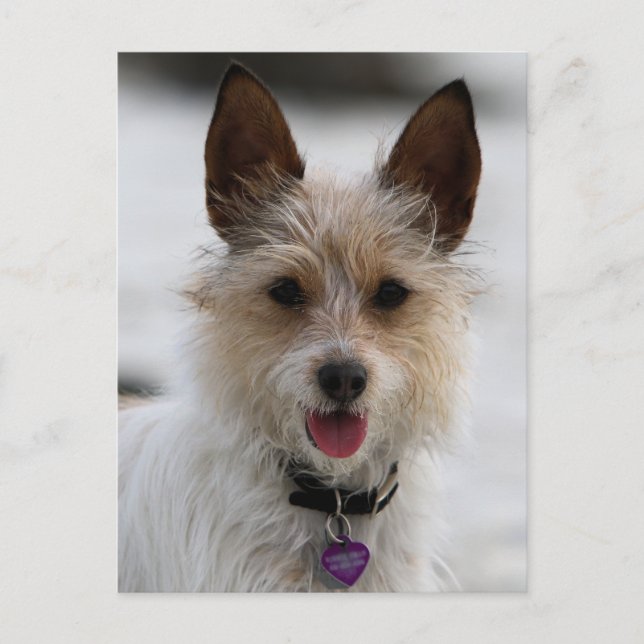Carte Postale Jack Russell Terrier Mix - Winnie - Oman (Devant)