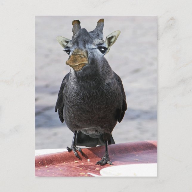 Carte Postale Jackaffe (Devant)