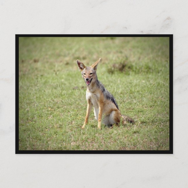 Carte postale Jackal (Devant)